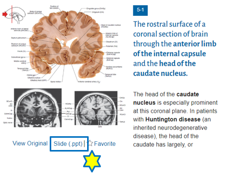 Download image to PPT